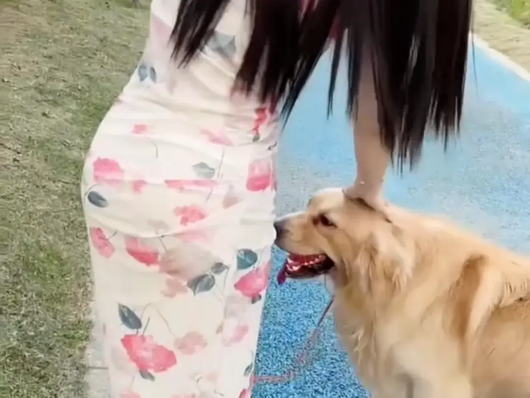 《抖音香香公主与爱犬金毛》科普视频完整版在线免费观看-抖音香香公主与爱犬直播回放资源免费领取无广告播放
